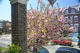 Kwanzan Cherry Tree 2011 08